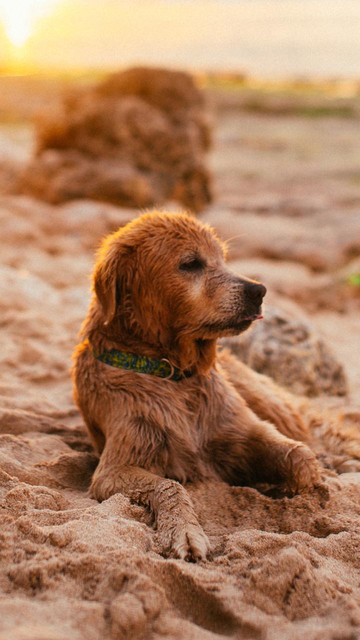 Urlaub mit Hund auf Norderney