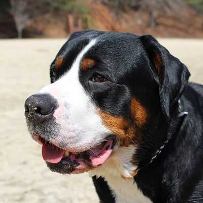 Urlaub mit Hund auf Norderney